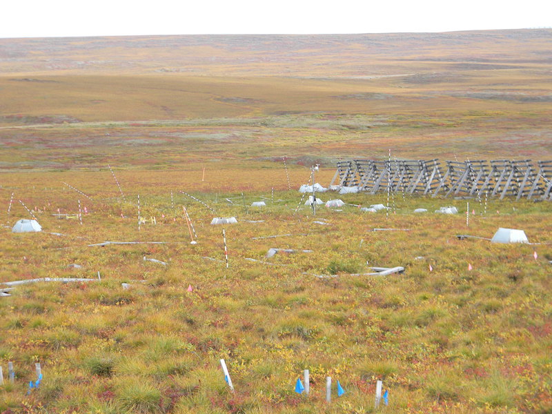 Soil sampling site near Toolik Field Station, Alaksa