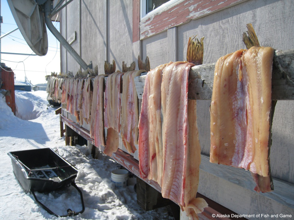 Drying pike in Emmonak. Photo courtesy ADF&G