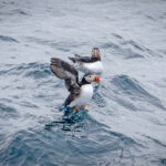 Puffins