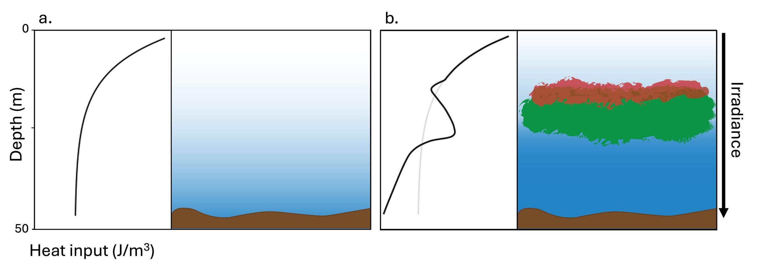 Conceptual figure showing the distribution of irradiance (sunlight) through the water column in the absence (a) and presence (b) of a subsurface phytoplankton bloom. In the presence of a bloom (represented in green), light is scattered in the upper section of the bloom (shown in red) and absorbed within the bloom. The bloom shades depths below it, stealing heat from incoming irradiance (represented in the darkened blue beneath the subsurface bloom), and changing the heating distribution in the water column. Figure source: Gaffey et al., 2026.