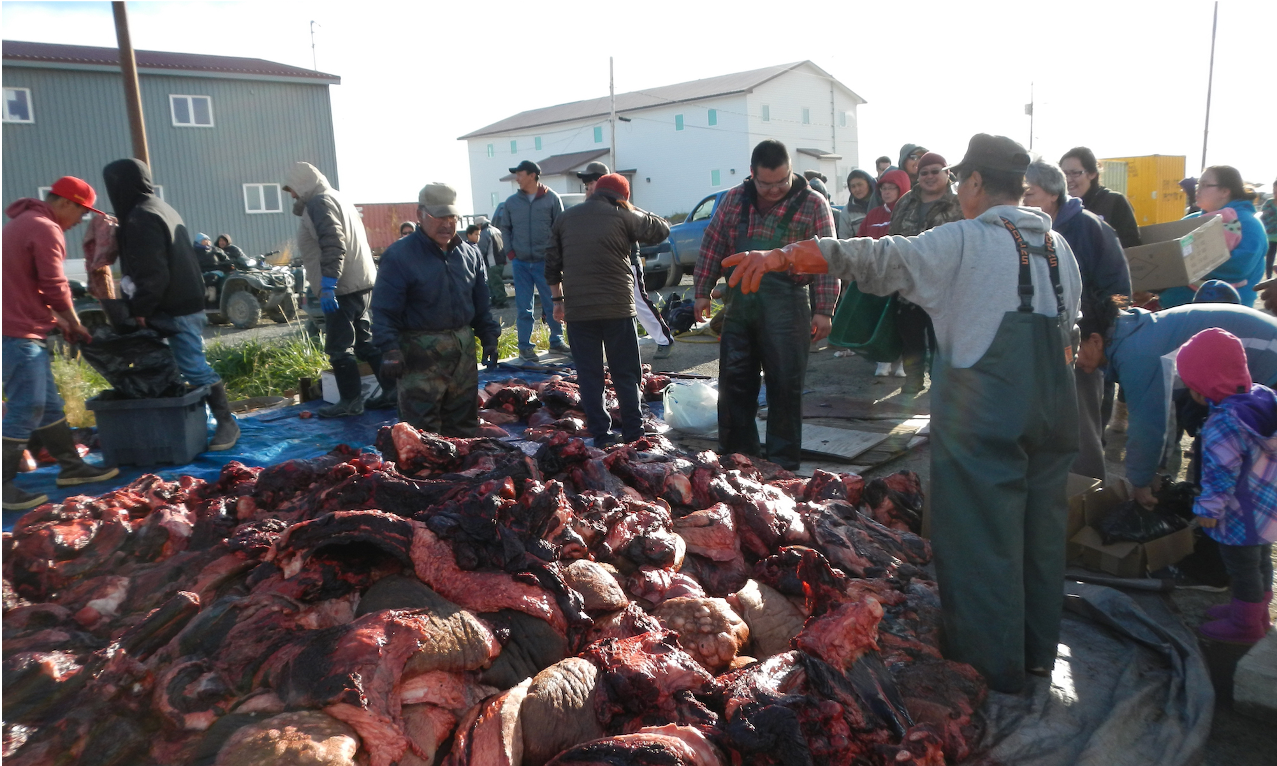 Distribution of the walrus harvest in Togiak. Photo courtesy ADF&G
