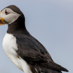 WordPress banners (5)